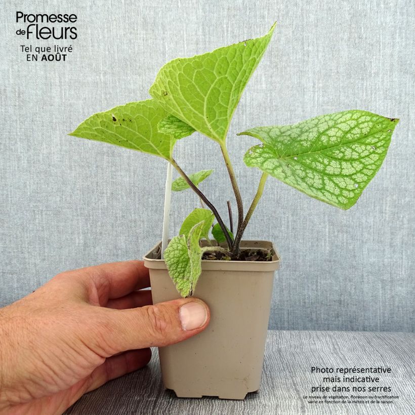 Amostra de Brunnera macrophylla Jack of Diamonds Vaso de 8/9 cm tal como entregue no verão
