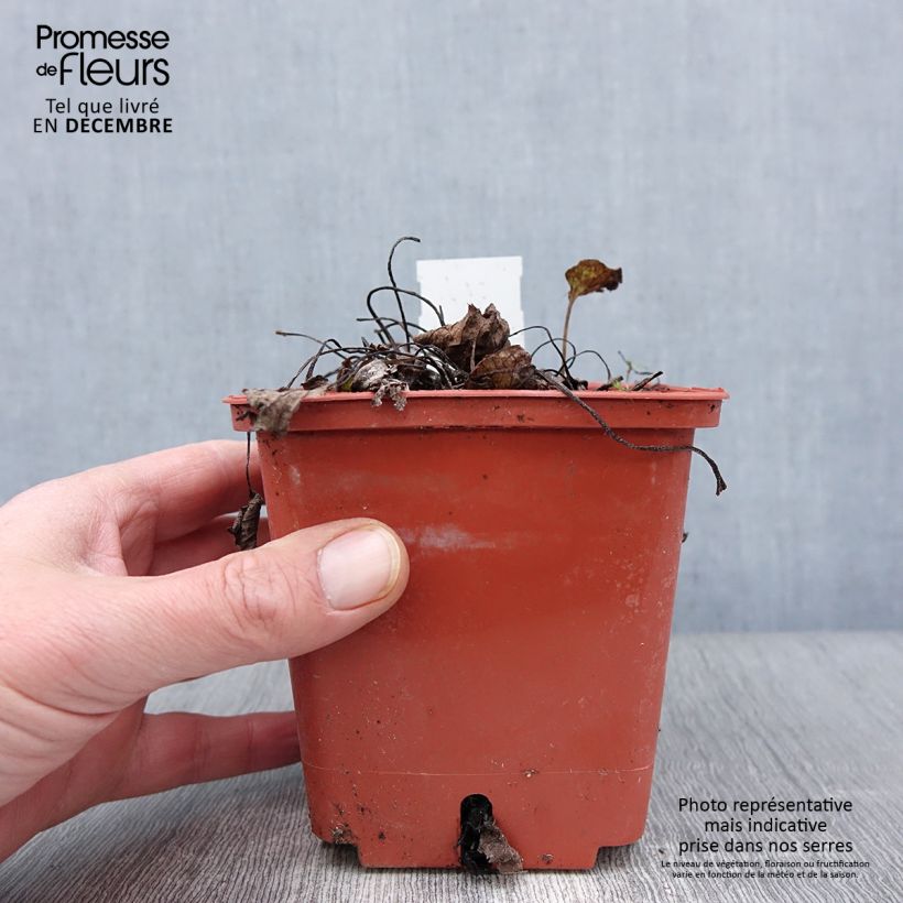Amostra de Brunnera macrophylla Jack of Diamonds - Myosotis du Caucase Pot de 1L/1,5L tal como entregue no outono