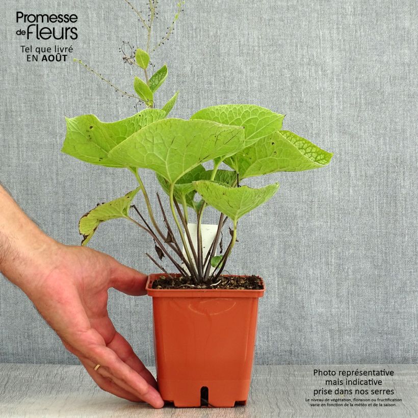 Amostra de Brunnera macrophylla Jack of Diamonds Vaso de 1 L/1,5 L tal como entregue no verão
