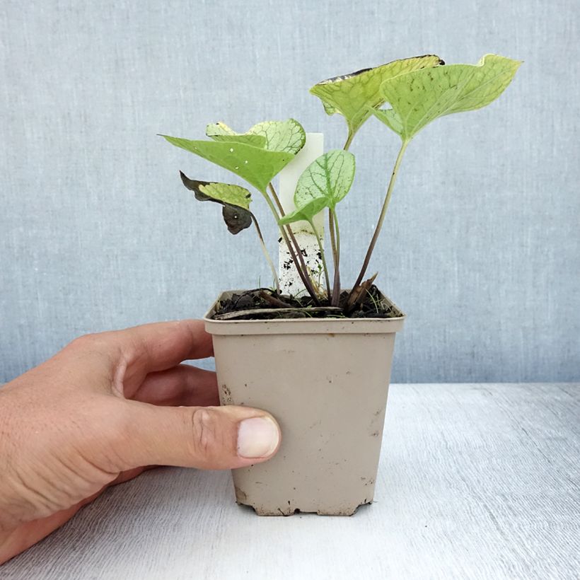 Amostra de Brunnera macrophylla Jack's Gold Vaso de 8/9 cm tal como entregue no verão
