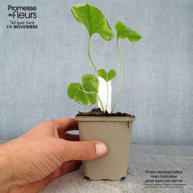 Amostra de Brunnera macrophylla King's Ramson Vaso de 8/9 cm tal como entregue no outono