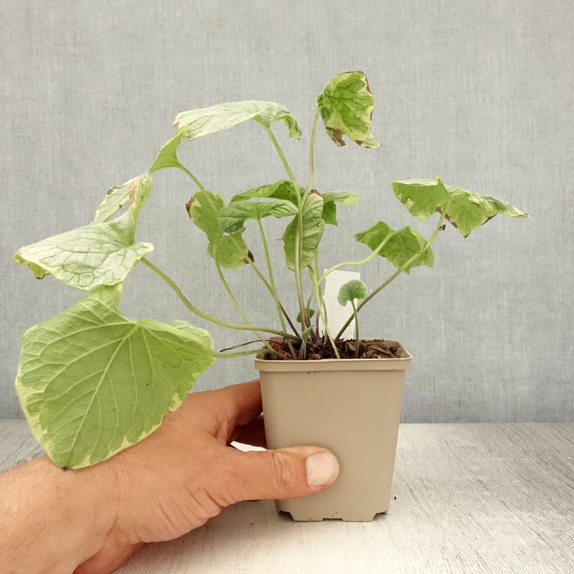 Amostra de Brunnera macrophylla King's Ramson Vaso de 8/9 cm tal como entregue no verão