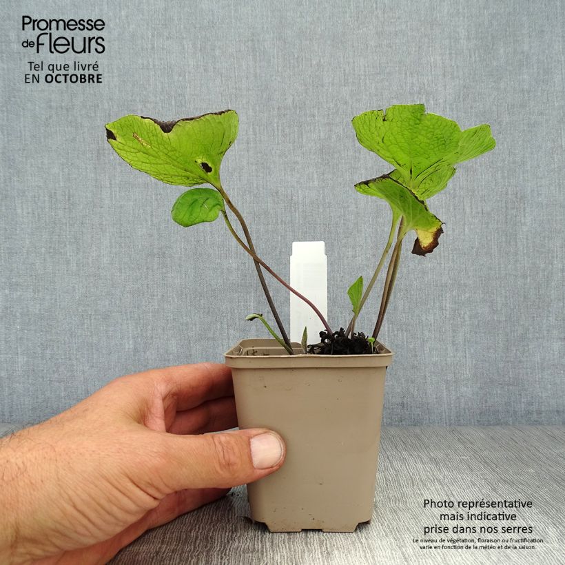 Amostra de Brunnera macrophylla Langtrees Vaso de 8/9 cm tal como entregue no outono