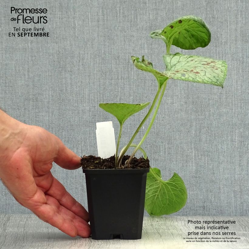 Amostra de Brunnera macrophylla Looking Glass Vaso de 8/9 cm tal como entregue no outono