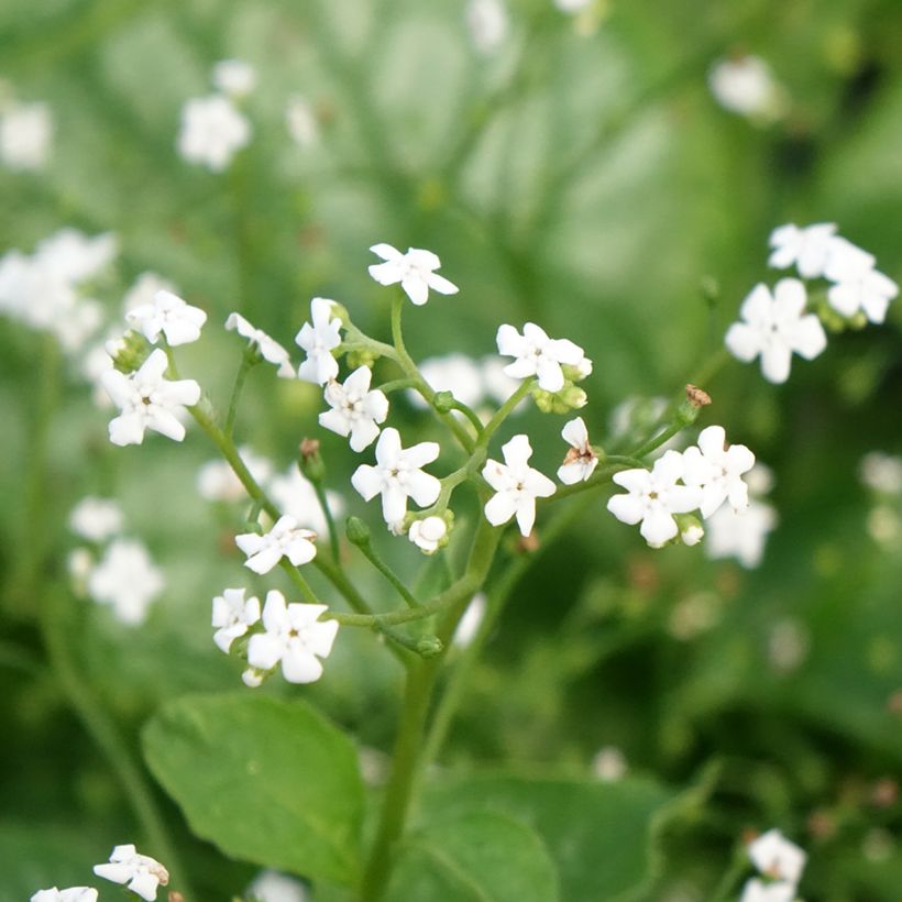 Brunnera macrophylla Mr Morse (Floração)