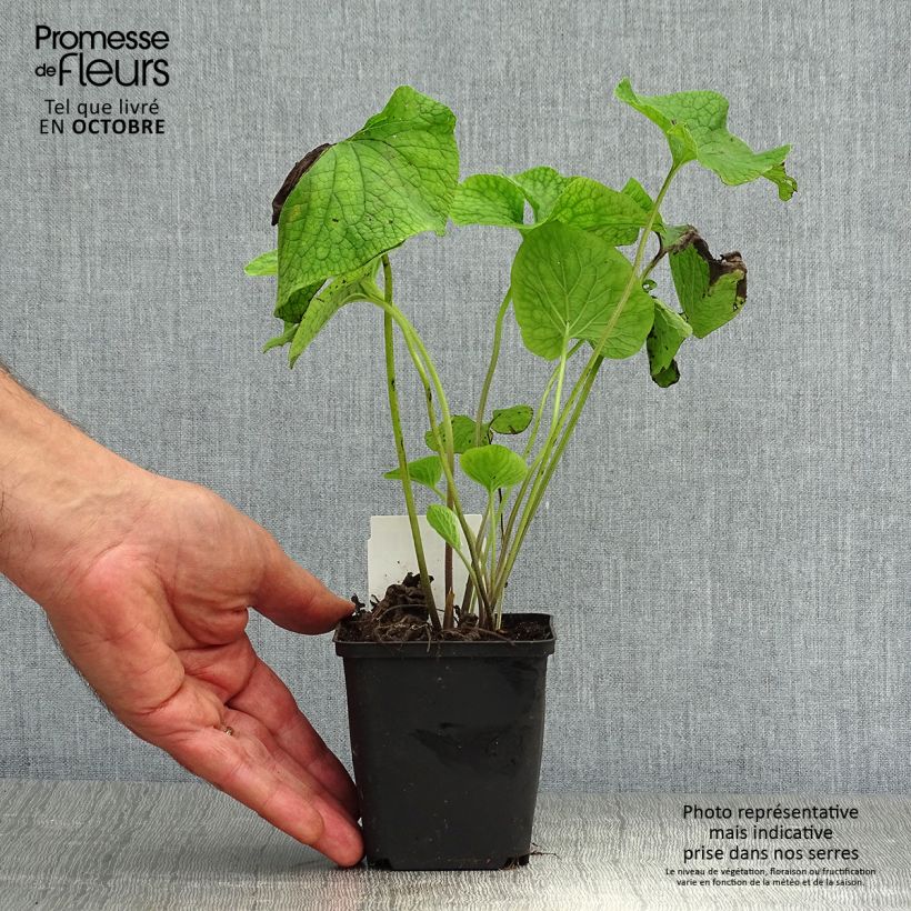 Amostra de Brunnera macrophylla Vaso de 8/9 cm tal como entregue no outono