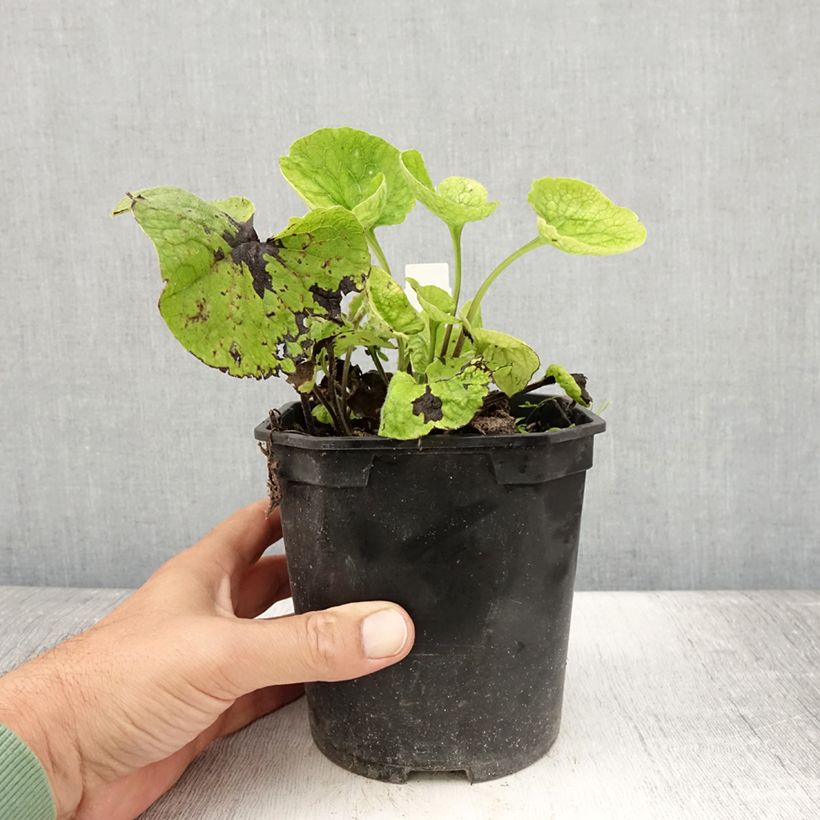 Amostra de Brunnera macrophylla Vaso de 2 L/3 L tal como entregue no verão
