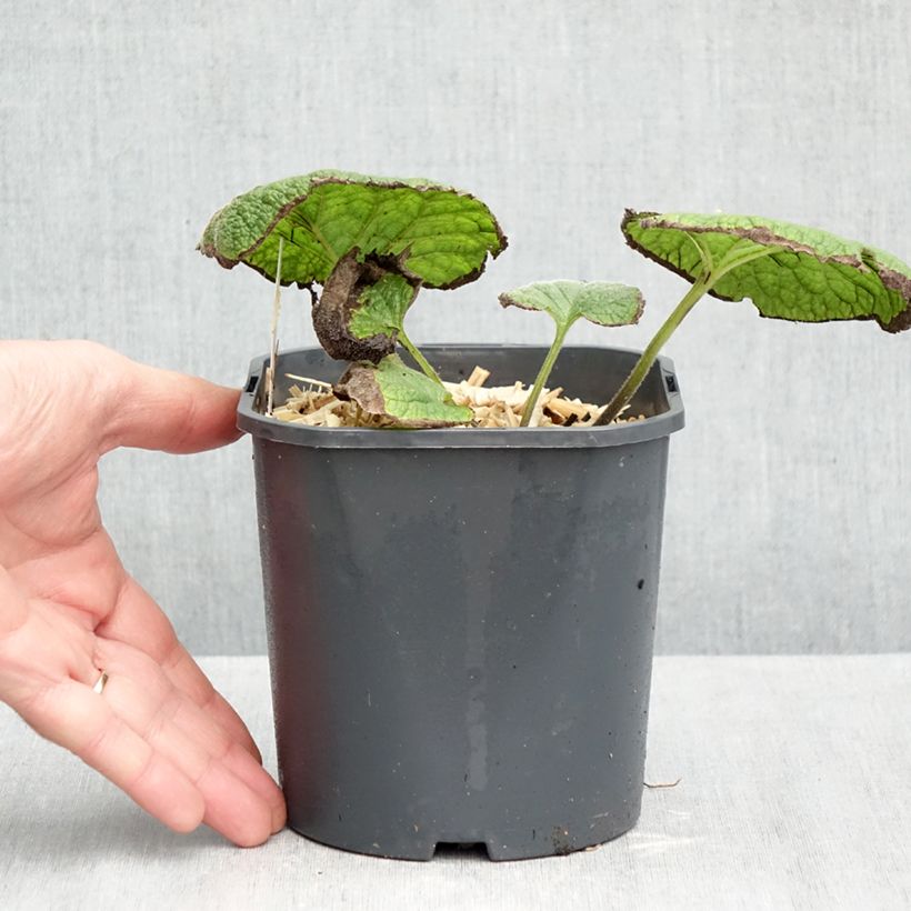 Amostra de Brunnera macrophylla Vaso de 2 L/3 L tal como entregue no outono