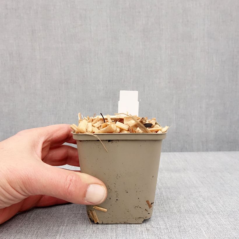 Amostra de Brunnera macrophylla Queen of Hearts - Myosotis du Caucase Vaso de 8/9 cm tal como entregue no inverno