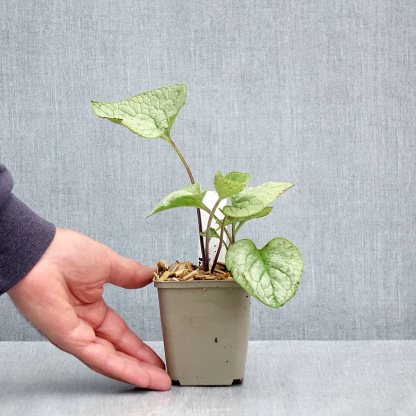 Amostra de Brunnera macrophylla Queen of Hearts Vaso de 8/9 cm tal como entregue na primavera