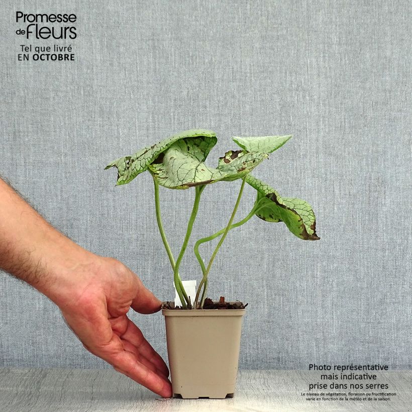 Amostra de Brunnera macrophylla Silver Heart® Vaso de 8/9 cm tal como entregue no outono