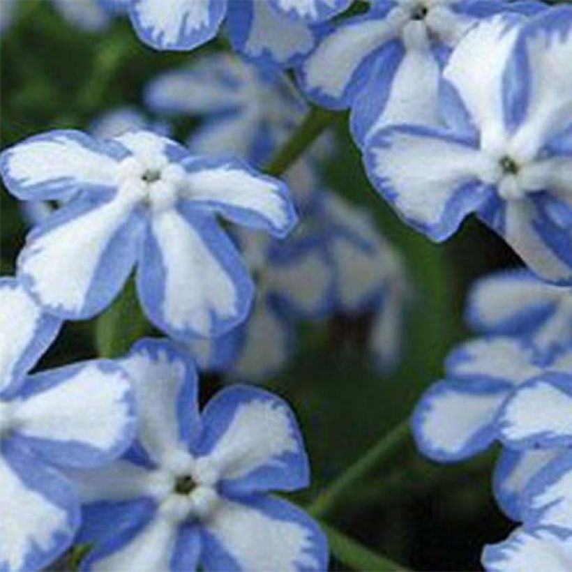 Brunnera macrophylla Starry Eyes (Floração)