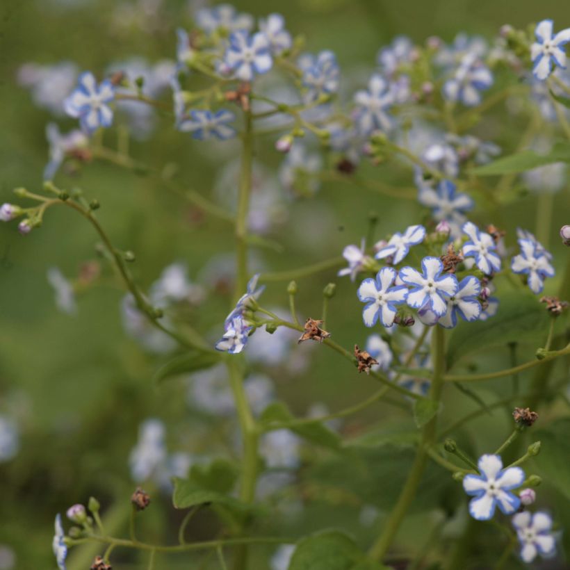 Brunnera macrophylla Starry Eyes (Hábito)