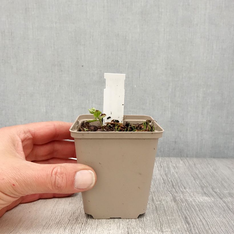 Amostra de Brunnera macrophylla White Zebra Vaso de 8/9 cm tal como entregue na primavera