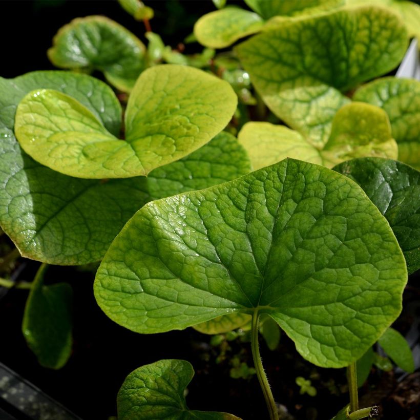 Brunnera sibirica (Folhagem)