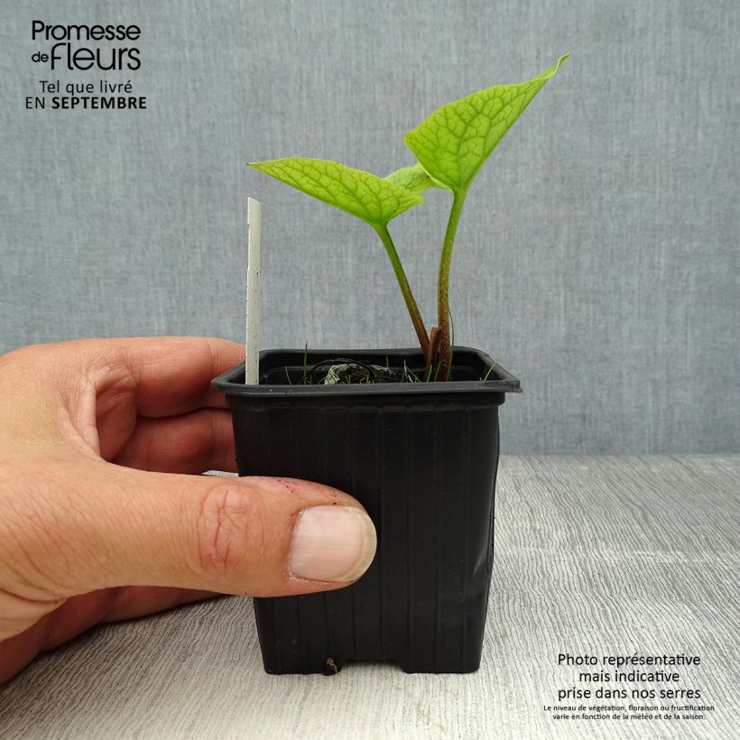 Amostra de Brunnera sibirica Vaso de 8/9 cm tal como entregue no outono