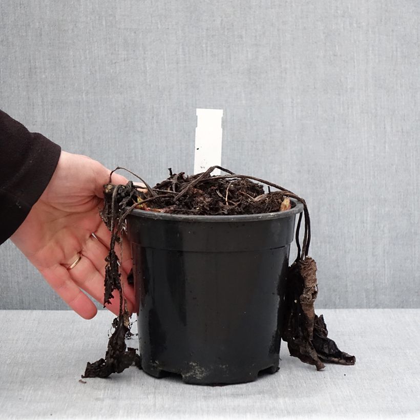 Amostra de Brunnera sibirica - Myosotis du Caucase Vaso de 2 L/3 L tal como entregue no inverno