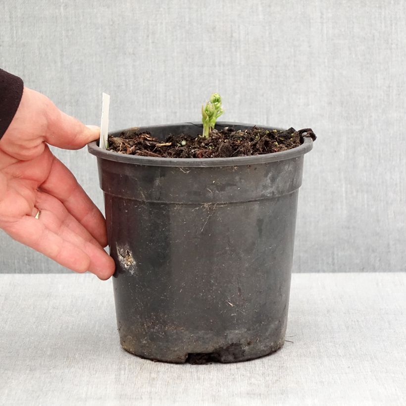 Amostra de Brunnera sibirica Vaso de 2 L/3 L tal como entregue na primavera