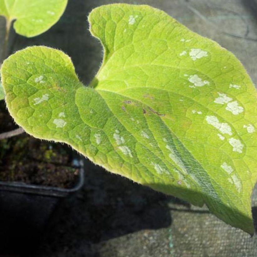 Brunnera macrophylla Silver Wings (Folhagem)