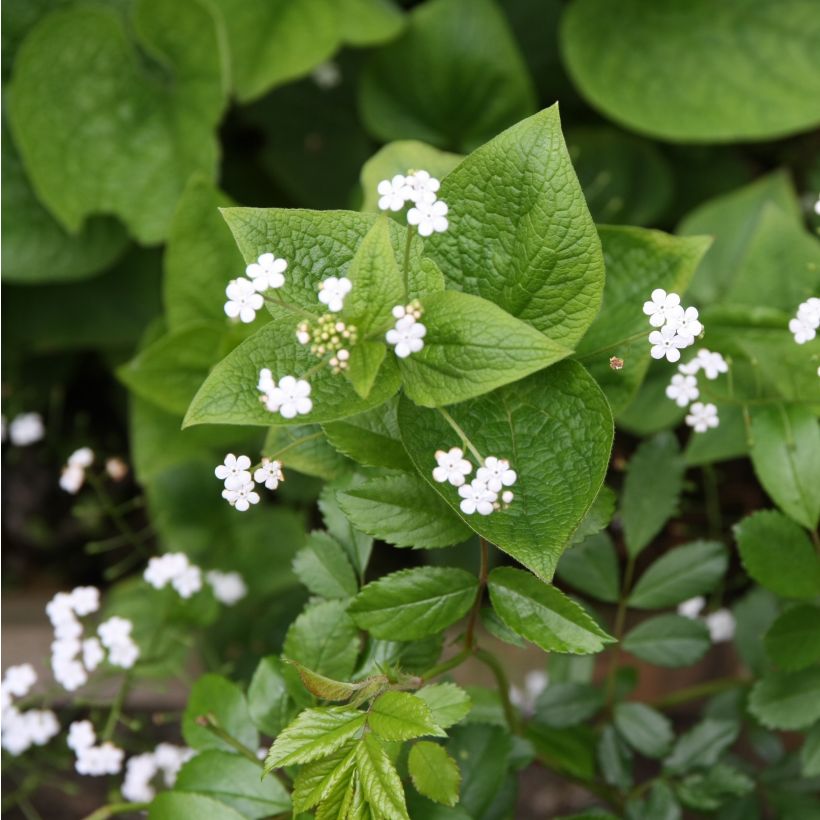 Brunnera macrophylla Betty Bowring (Floração)