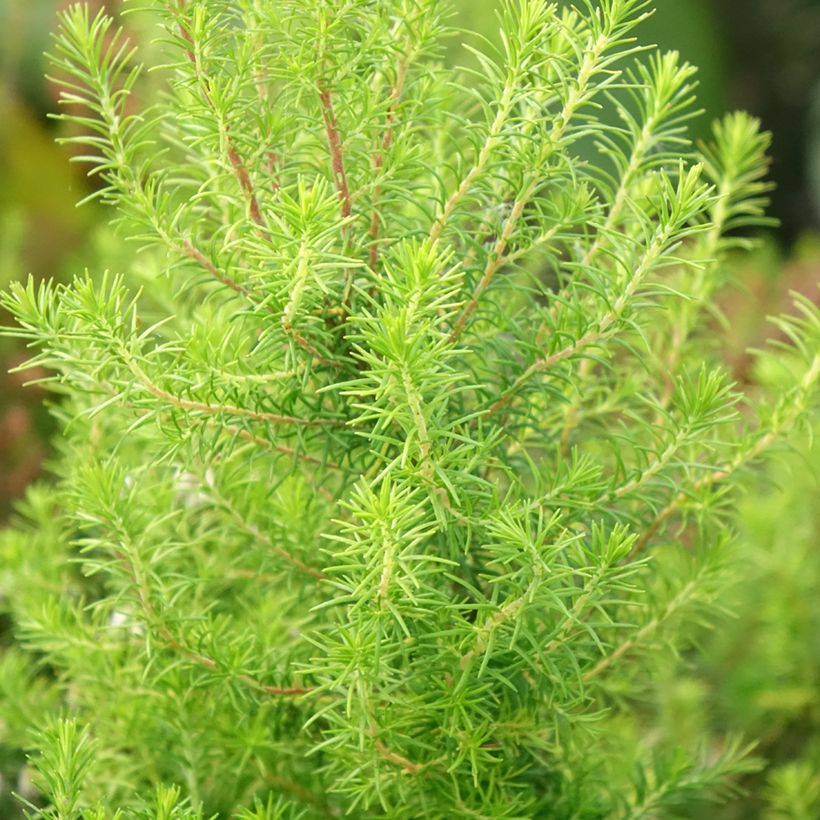 Urze-branca Pink Joy - Erica arborea (Folhagem)