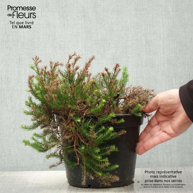 Amostra de Erica nana Limoncello Vaso de 4 L/5 L tal como entregue na primavera