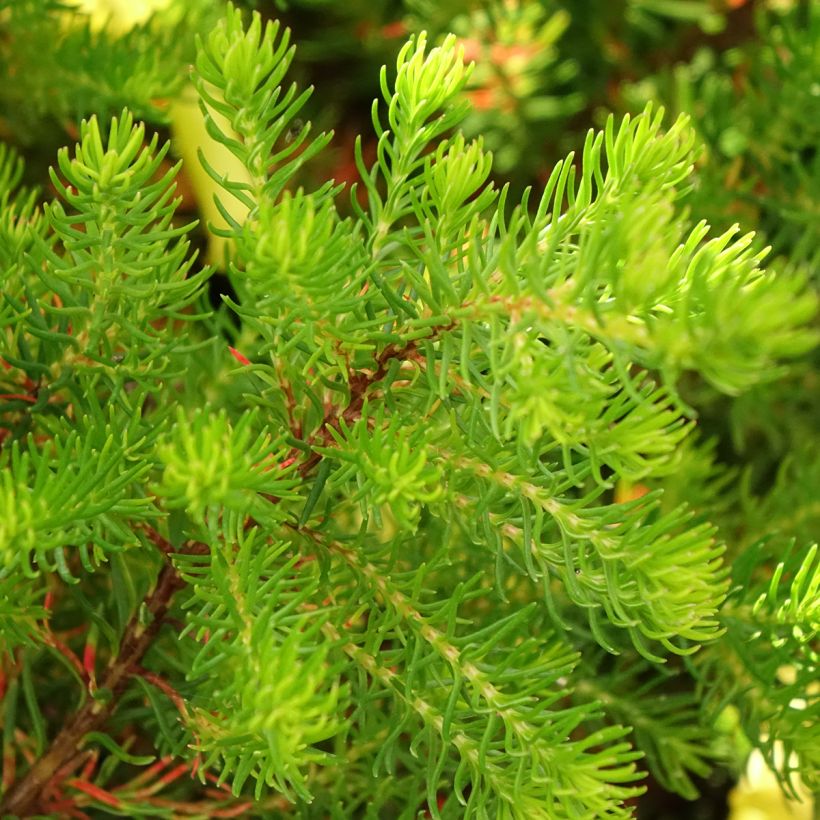 Erica nana Limoncello (Folhagem)
