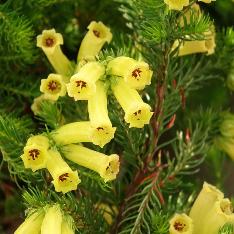 Erica nana Limoncello (Floração)
