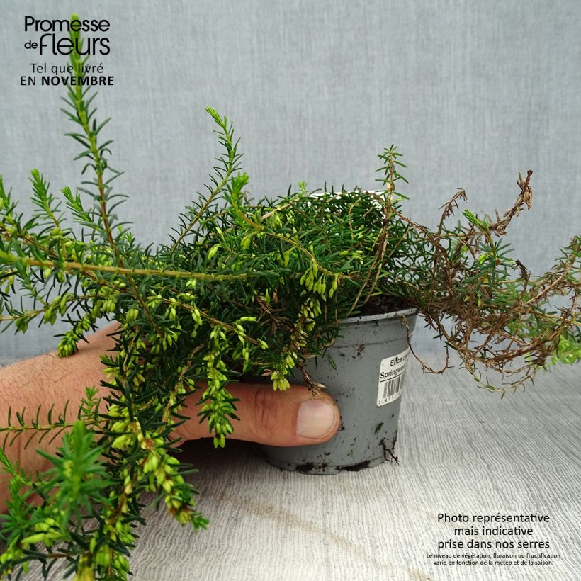 Amostra de Urze-de-inverno Springwood White - Erica carnea Vaso de 8/9 cm tal como entregue no outono