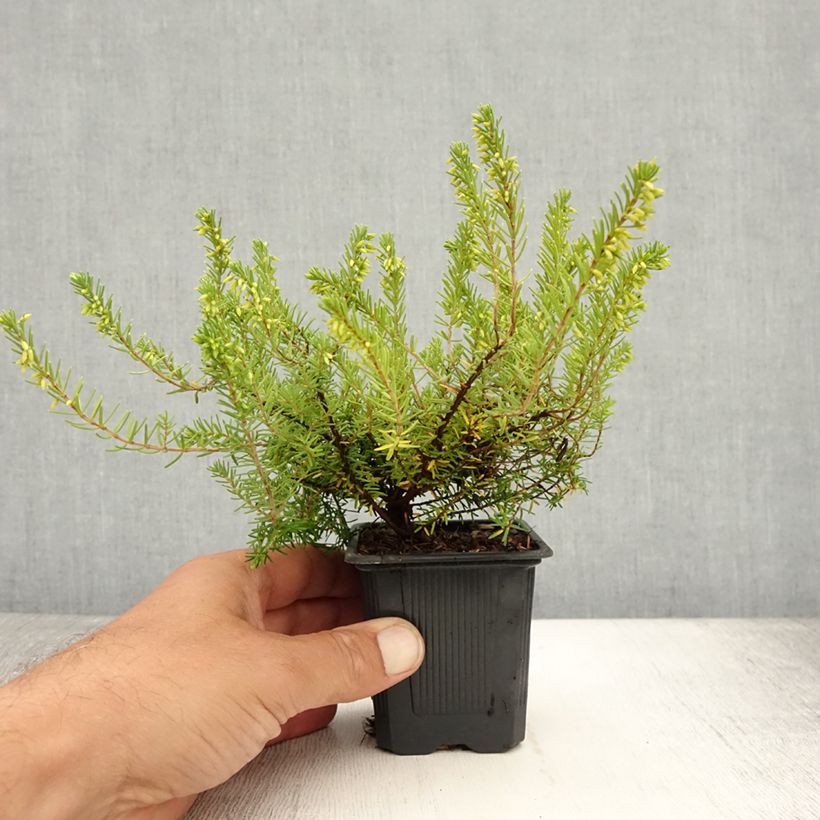 Amostra de Urze-de-inverno Springwood White - Erica carnea Vaso de 8/9 cm tal como entregue no verão