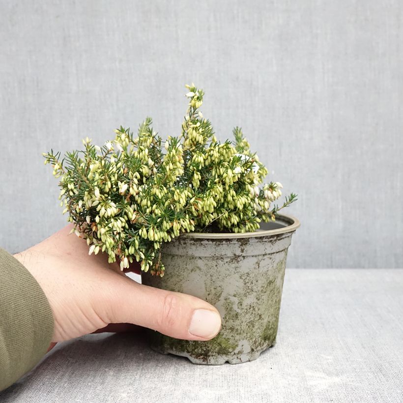 Amostra de Urze-roxa Alba - Erica cinerea f. alba Vaso de 12 cm/13 cm tal como entregue no inverno