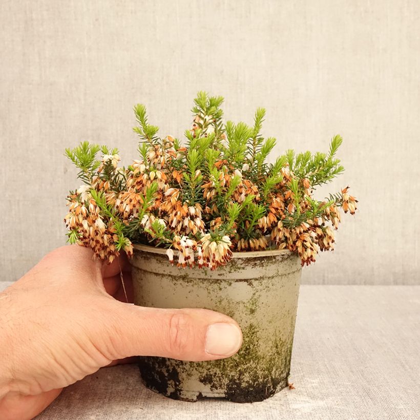 Amostra de Urze-roxa Alba - Erica cinerea f. alba Vaso de 12 cm/13 cm tal como entregue na primavera
