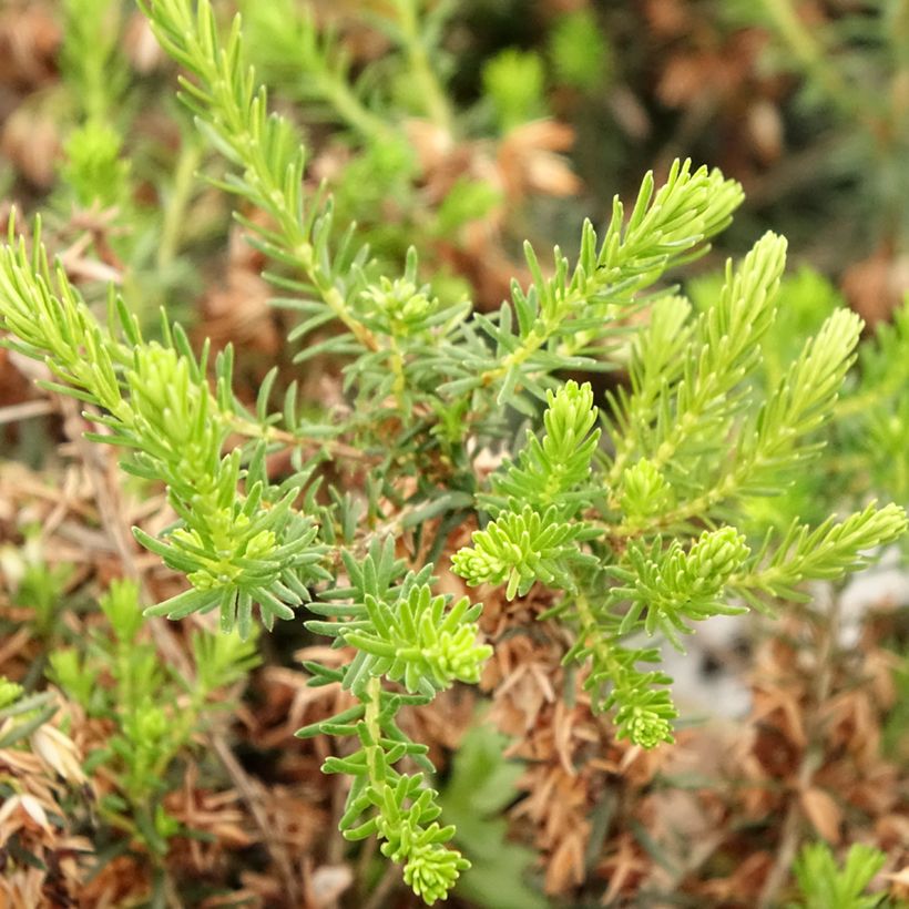 Urze-roxa Alba - Erica cinerea f. alba (Folhagem)