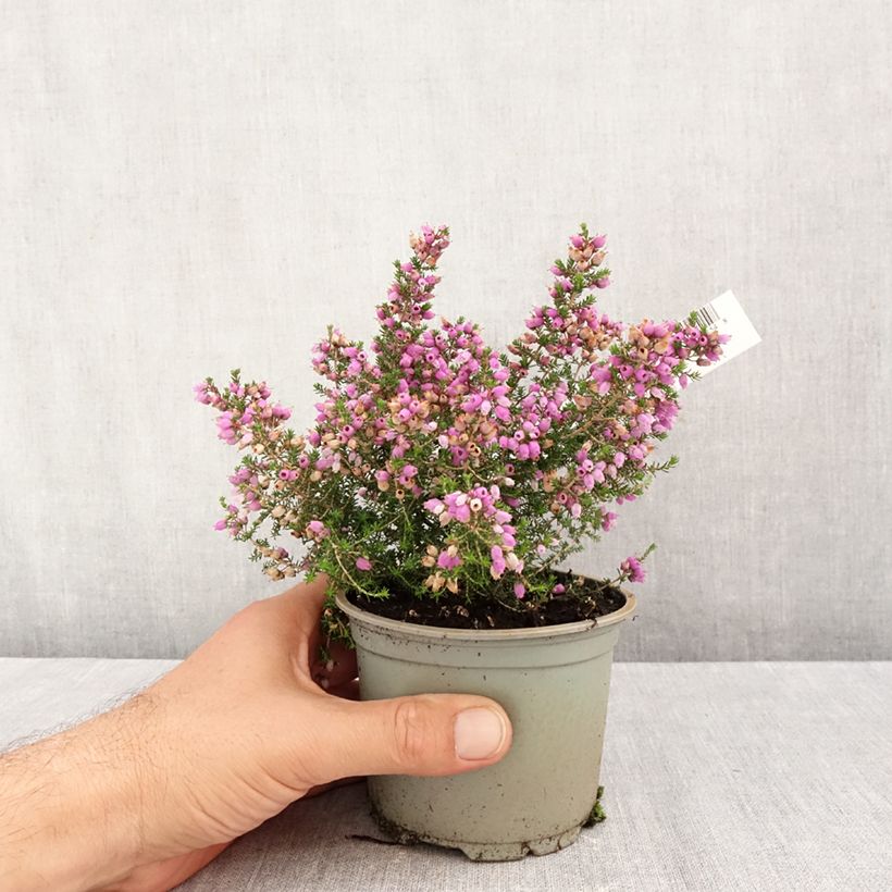 Amostra de Queiroga Pallas Vaso de 10 cm/11 cm tal como entregue no outono