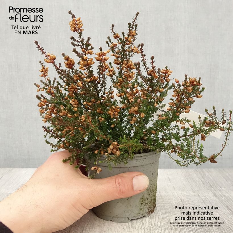 Amostra de Bruyère cendrée - Erica cinerea Pallas Vaso de 12 cm/13 cm tal como entregue na primavera