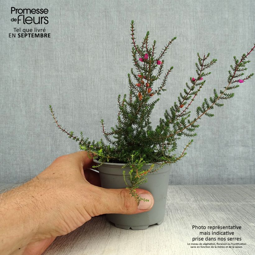 Amostra de Queiroga - Erica cinerea Vaso de 10 cm/11 cm tal como entregue no verão