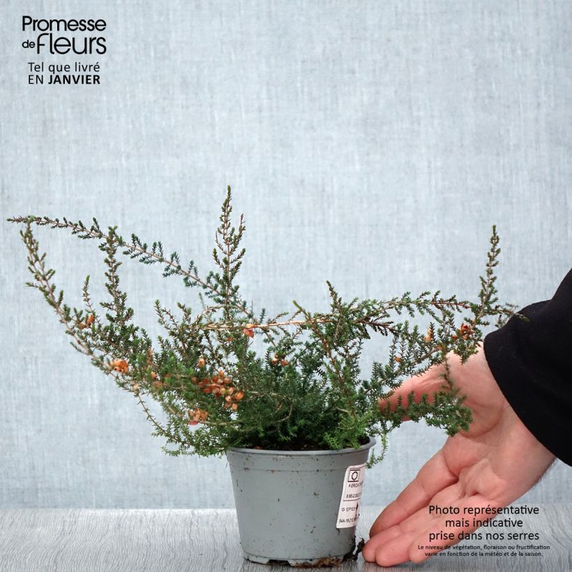 Amostra de Bruyère cendrée - Erica cinerea Vaso de 10 cm/11 cm tal como entregue no inverno