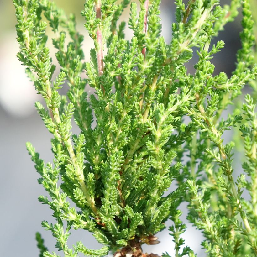 Queiroga - Erica cinerea (Folhagem)