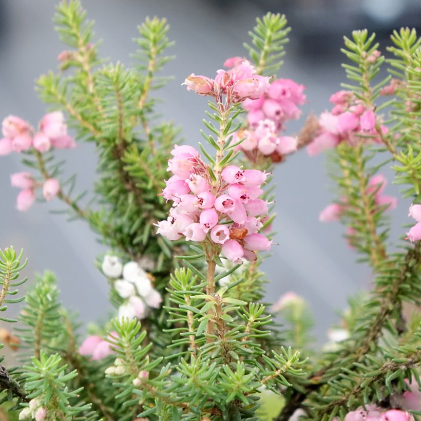 Erica williamsii Ken Wilson (Floração)