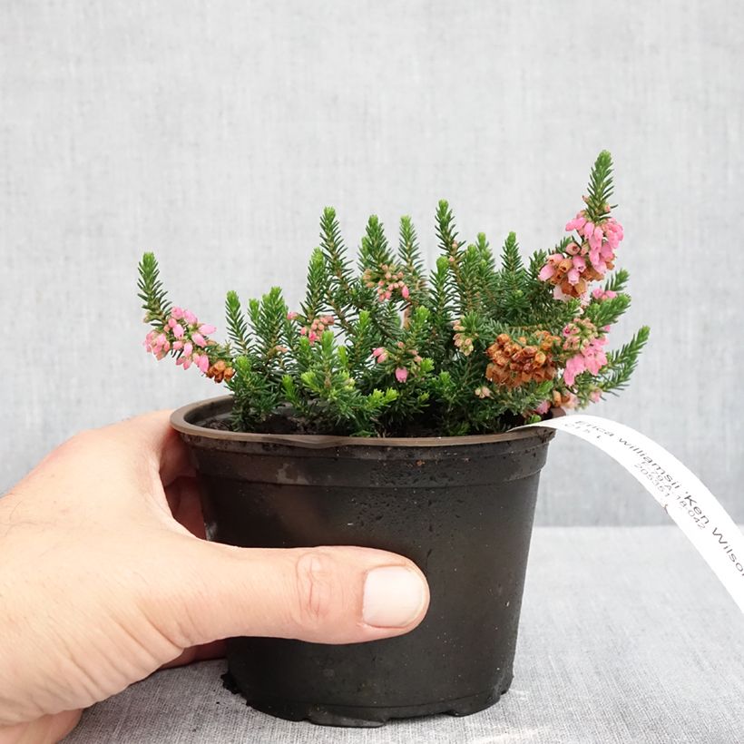 Amostra de Erica williamsii Ken Wilson Vaso de 10 cm/11 cm tal como entregue no outono