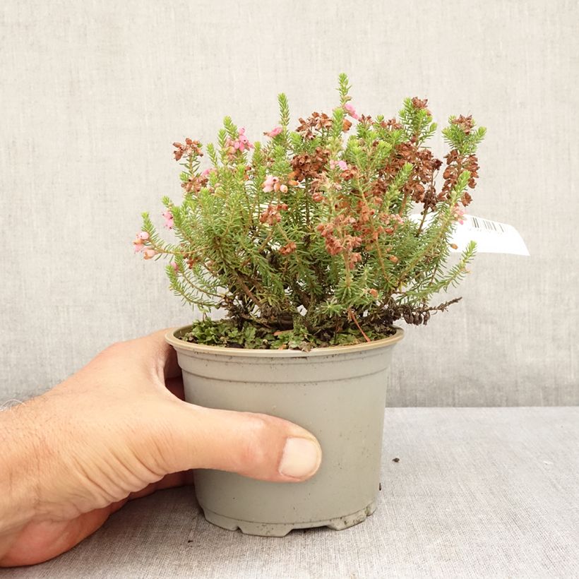Amostra de Erica williamsii Ken Wilson Vaso de 1,5 L/2 L tal como entregue no verão