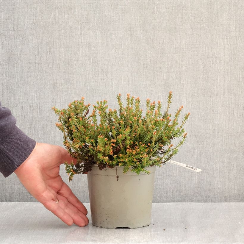 Amostra de Erica williamsii Ken Wilson Vaso de 1,5 L/2 L tal como entregue na primavera