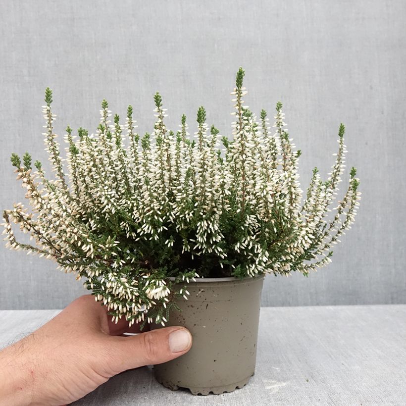 Amostra de Bruyère d'été - Calluna Garden Girls Alicia Pot de 1L/1,5L tal como entregue no outono