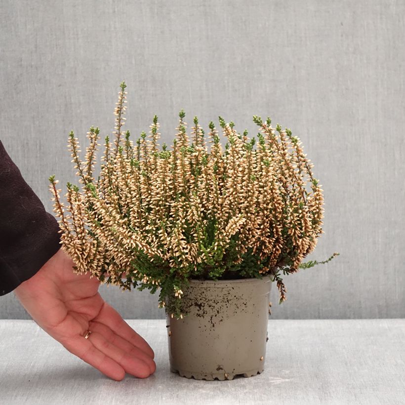 Amostra de Calluna Garden Girls Alicia Vaso de 1 L/1,5 L tal como entregue no inverno