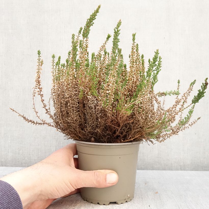 Amostra de Calluna Garden Girls Angie Vaso de 1 L/1,5 L tal como entregue na primavera