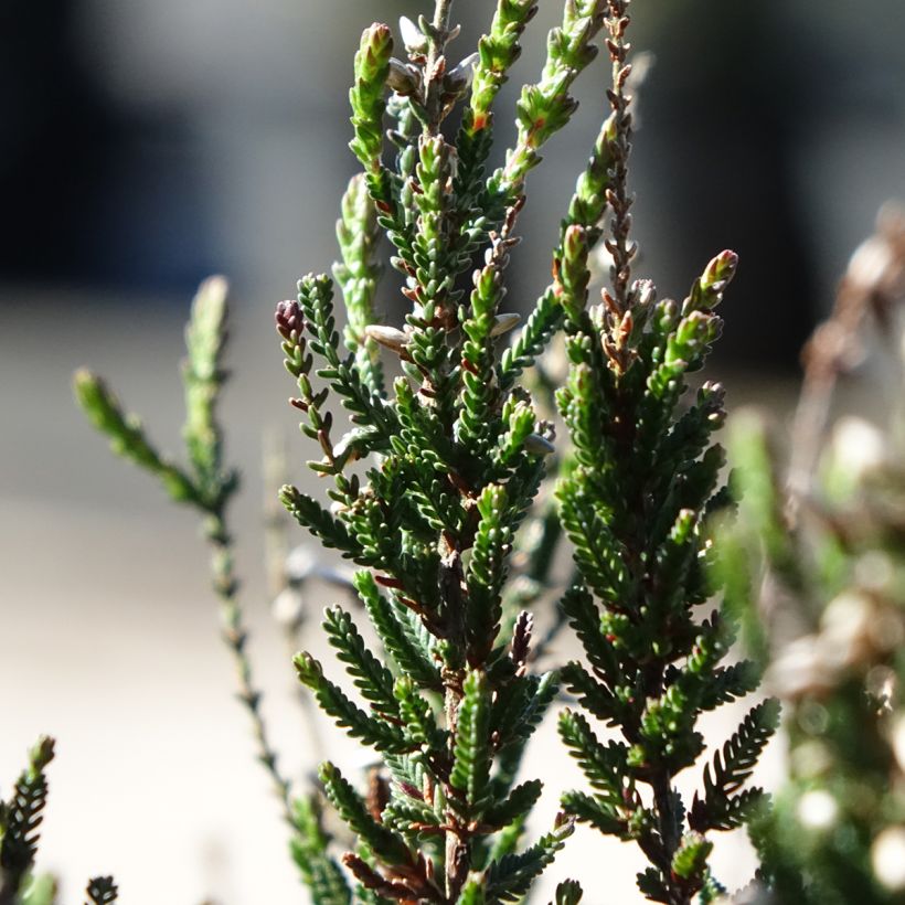 Calluna Garden Girls Athene (Folhagem)