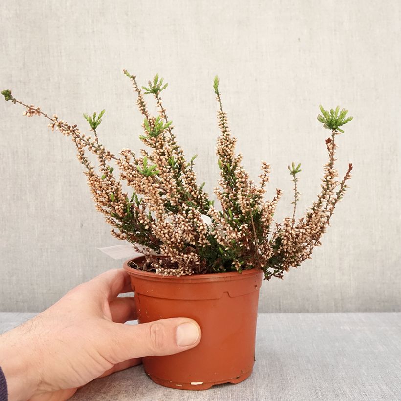 Amostra de Calluna Garden Girls Athene Vaso de 1 L/1,5 L tal como entregue na primavera