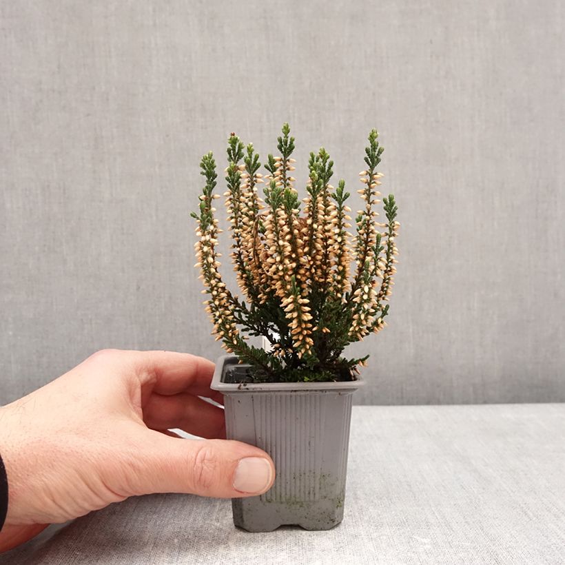 Amostra de Calluna Garden Girls Bettina Vaso de 8/9 cm tal como entregue no inverno