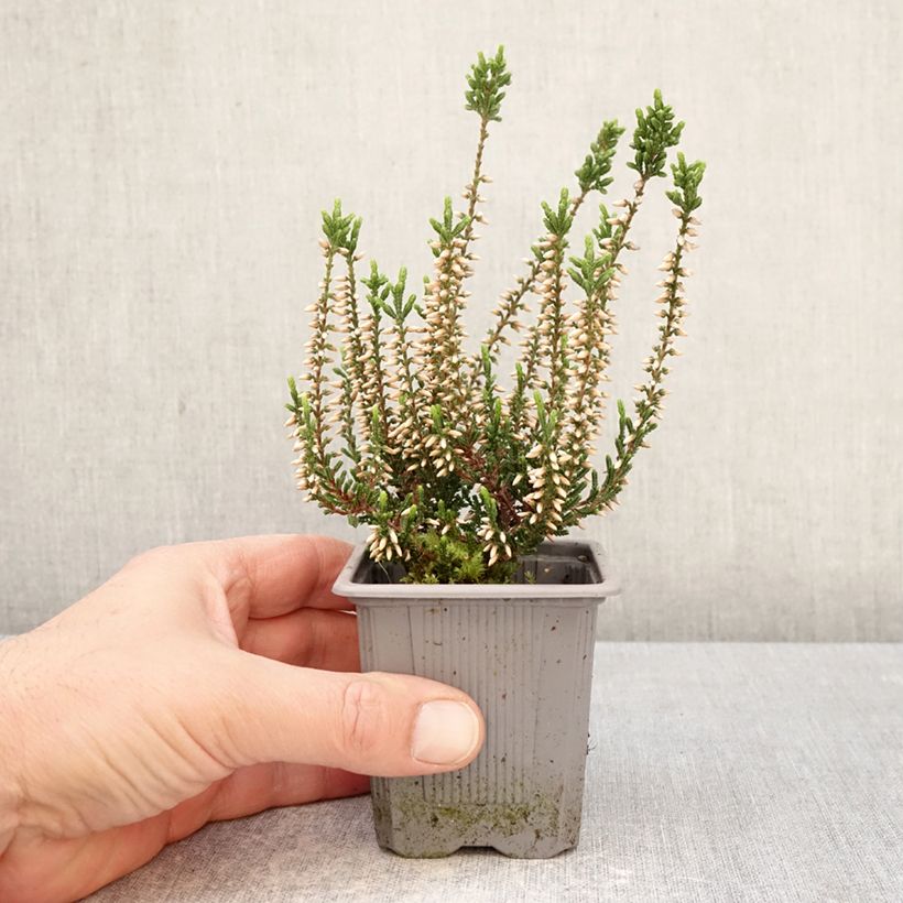 Amostra de Calluna Garden Girls Bettina Vaso de 8/9 cm tal como entregue na primavera