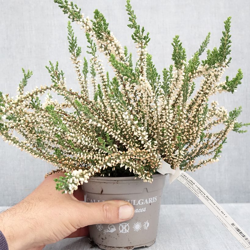 Amostra de Calluna Garden Girls Bettina Vaso de 1 L/1,5 L tal como entregue no outono